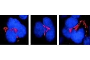 Immunocytochemistry/Immunofluorescence analysis using Mouse Anti-FKBP51 Monoclonal Antibody, Clone Hi51B (ABIN361795 and ABIN361794). (FKBP5 抗体)