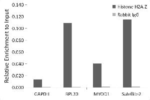 Chromatin immunoprecipitation analysis of extracts of HeLa cells, using Histone H2A. (Histone H2A 抗体)