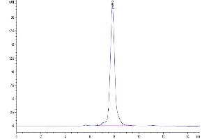 Size-exclusion chromatography-High Pressure Liquid Chromatography (SEC-HPLC) image for Microfibrillar Associated Protein 5 (MFAP5) (AA 29-164) protein (Fc Tag) (ABIN7275233)