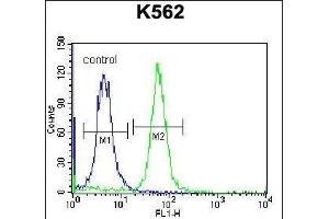 RAB3D Antibody (C-term) (ABIN657140 and ABIN2846278) flow cytometric analysis of K562 cells (right histogram) compared to a negative control cell (left histogram). (RAB3D 抗体  (C-Term))