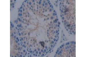 IHC-P analysis of Mouse Tissue, with DAB staining. (ACVR2A 抗体  (AA 20-95))