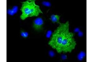 Anti-KRT8 mouse monoclonal antibody (ABIN2452324) immunofluorescent staining of COS7 cells transiently transfected by pCMV6-ENTRY KRT8 (RC209570). (KRT8 抗体  (AA 91-381))