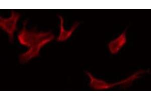 ABIN6276091 staining Hela by IF/ICC. (OR52E2 抗体  (Internal Region))