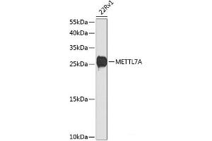 Western blot analysis of extracts of 22Rv1 cells using METTL7A Polyclonal Antibody at dilution of 1:1000. (METTL7A 抗体)