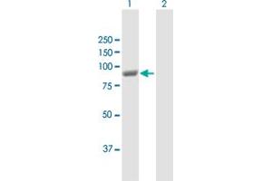 Western Blot analysis of PANK4 expression in transfected 293T cell line by PANK4 MaxPab polyclonal antibody.