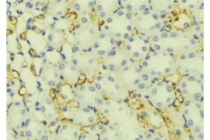 ABIN6276829 at 1/100 staining Mouse liver tissue by IHC-P. (WFS1 抗体  (Internal Region))