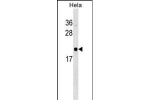 RWDD1 Antibody (N-term) (ABIN1539329 and ABIN2849194) western blot analysis in Hela cell line lysates (35 μg/lane).