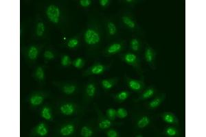 Immunofluorescence analysis of A549 cells using POLR2E antibody. (POLR2E 抗体)