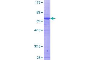 RFC4 Protein (AA 1-363) (GST tag)