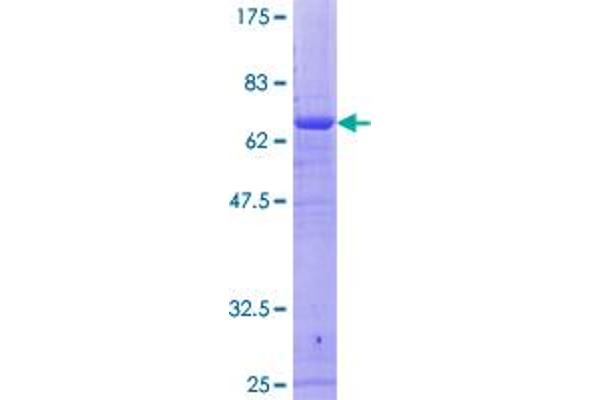 RFC4 Protein (AA 1-363) (GST tag)