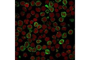 Immunofluorescence (IF) image for anti-Tumor Necrosis Factor Receptor Superfamily, Member 4 (TNFRSF4) (AA 59-205) antibody (ABIN6940817)