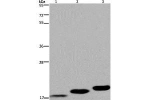 Western Blot analysis of Mouse skeletal muscle, heart and bladder tissue using MYL12B Polyclonal Antibody at dilution of 1:450 (MYL12B 抗体)