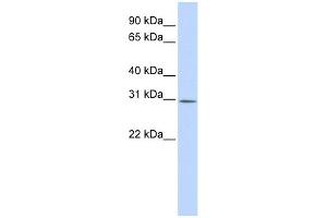 WB Suggested Anti-YIF1B Antibody Titration:  0. (YIF1B 抗体  (Middle Region))