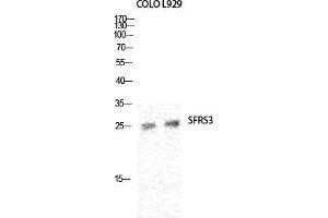 Western Blot (WB) analysis of specific cells using SRp20 Polyclonal Antibody. (SRSF3 抗体  (C-Term))