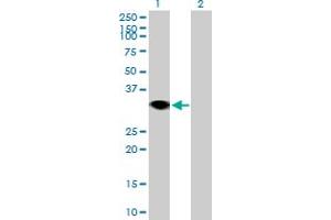 Western Blot analysis of RNF144A expression in transfected 293T cell line by RNF144A MaxPab polyclonal antibody. (RNF144A 抗体  (AA 1-292))