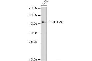 GTF2H2C anticorps