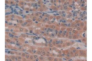 DAB staining on IHC-P; Samples: Rat Intestine Tissue (GAS6 抗体  (AA 100-312))