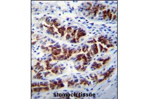 PTPN20A Antibody (Center) (ABIN655743 and ABIN2845189) immunohistochemistry analysis in formalin fixed and paraffin embedded human stomach tissue followed by peroxidase conjugation of the secondary antibody and DAB staining. (PTPN20A 抗体  (AA 178-207))