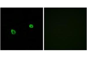 Immunofluorescence (IF) image for anti-Endoplasmic Reticulum To Nucleus Signaling 2 (ERN2) (AA 841-890) antibody (ABIN2889648) (ERN2 抗体  (AA 841-890))