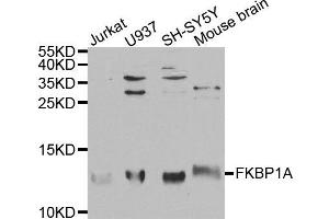 Western blot analysis of extracts of various cell lines, using FKBP1A antibody. (FKBP1A 抗体)