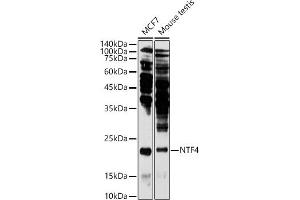 Western blot analysis of extracts of various cell lines, using NTF4 antibody (ABIN3021387, ABIN3021388, ABIN3021389 and ABIN6214994) at 1:1000 dilution. (Neurotrophin 4 抗体  (AA 25-210))