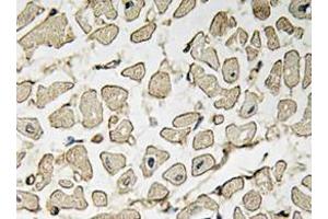 Immunohistochemistry analyzes of AP20378PU-N Ephrin-A1 antibody in paraffin-embedded human heart tissue. (Ephrin A1 抗体)
