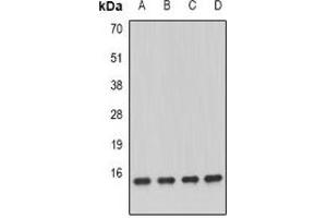 Western blot analysis of GRIM19 expression in MCF7 (A), K562 (B), mouse kidney (C), mouse heart (D) whole cell lysates. (NDUFA13 抗体)