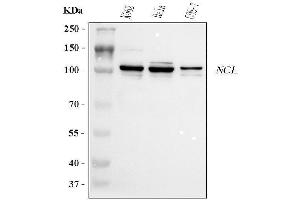 Western blot analysis of NCL using anti-NCL antibody (ABIN7600662). (Nucleolin 抗体  (AA 219-629))