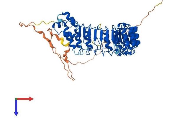 FBXL7 Protein (AA 1-491) (His tag)