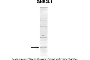 Western Blotting (WB) image for anti-Guanine Nucleotide Binding Protein (G Protein), beta Polypeptide 2-Like 1 (GNB2L1) (C-Term) antibody (ABIN2778966)