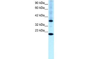 WB Suggested Anti-TFCP2L1 Antibody Titration:  0. (TFCP2L1 抗体  (N-Term))