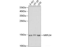 Western blot analysis of extracts of various cell lines using MRPL54 Polyclonal Antibody at dilution of 1:1000. (MRPL54 抗体)