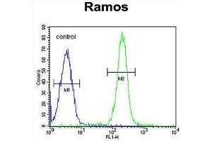 TTC9C Antibody (N-term) flow cytometric analysis of Ramos cells (right histogram) compared to a negative control cell (left histogram). (TTC9C 抗体  (N-Term))