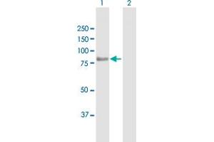 Western Blot analysis of TARS2 expression in transfected 293T cell line by TARS2 MaxPab polyclonal antibody. (TARS2 抗体  (AA 1-718))