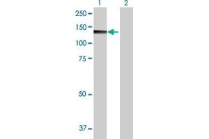 Western Blot analysis of PMFBP1 expression in transfected 293T cell line by PMFBP1 MaxPab polyclonal antibody. (PMFBP1 抗体  (AA 1-1022))