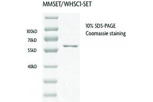 Recombinant MMSET / WHSC1 - SET protein gel. (WHSC1 Protein (AA 942-1240) (GST tag))