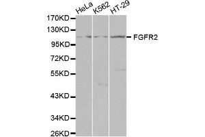 Western blot analysis of extracts of various cell lines, using FGFR2 antibody. (FGFR2 抗体  (AA 1-100))