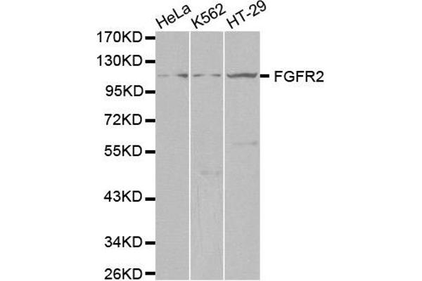 FGFR2 Antikörper  (AA 1-100)