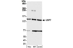 Western Blotting (WB) image for anti-Ubiquitin Specific Peptidase 7 (Herpes Virus-Associated) (USP7) (C-Term) antibody (ABIN7454512)