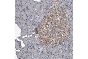 Immunohistochemical staining of human pancreas with PGBD2 polyclonal antibody  shows moderate membranous positivity in islet cells at 1:10-1:20 dilution. (PGBD2 抗体)