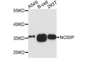 Western blot analysis of extracts of various cell lines, using NOSIP antibody. (NOSIP 抗体  (AA 1-301))