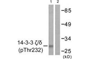 Western blot analysis of extracts from Jurkat cells treated with UV 15', using 14-3-3 zeta/delta (Phospho-Thr232) Antibody. (14-3-3 zeta 抗体  (pThr232))
