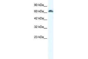 Western Blotting (WB) image for anti-Influenza Virus NS1A Binding Protein (IVNS1ABP) antibody (ABIN2460653)
