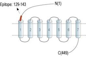Representative domain view of the target of ABIN7043607.