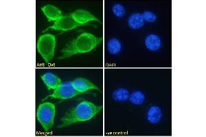 ABIN570836 Immunofluorescence analysis of paraformaldehyde fixed NIH3T3 cells, permeabilized with 0. (OXT 抗体  (C-Term))