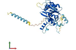 Protein Structure (PS) image for C1GALT1-Specific Chaperone 1 (C1GALT1C1) (AA 1-318) protein (His tag) (ABIN7552852)