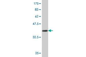 Western Blot detection against Immunogen (37. (RIN2 抗体  (AA 786-894))