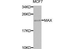 Western blot analysis of extracts of MCF7 cells, using MAX antibody. (MAX 抗体)