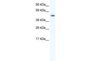 Western Blotting (WB) image for anti-Elongator Acetyltransferase Complex Subunit 4 (ELP4) antibody (ABIN2461505) (ELP4 抗体)