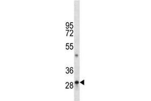 TPSAB1 antibody western blot analysis in mouse liver tissue lysate. (TPSAB1 抗体  (AA 249-275))